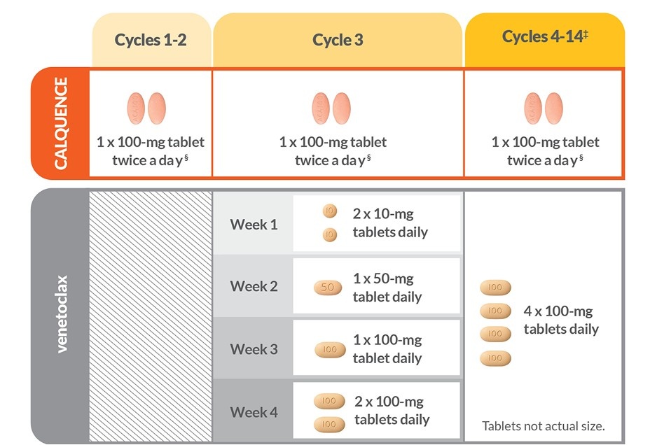 CALQUENCE Treatment Cycles And Venetoclax Dosing Schedule Infographic
