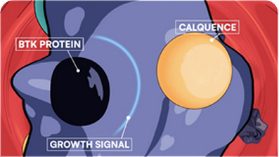 CALQUENCE Targeting BTK Protein to Block Cell Growth